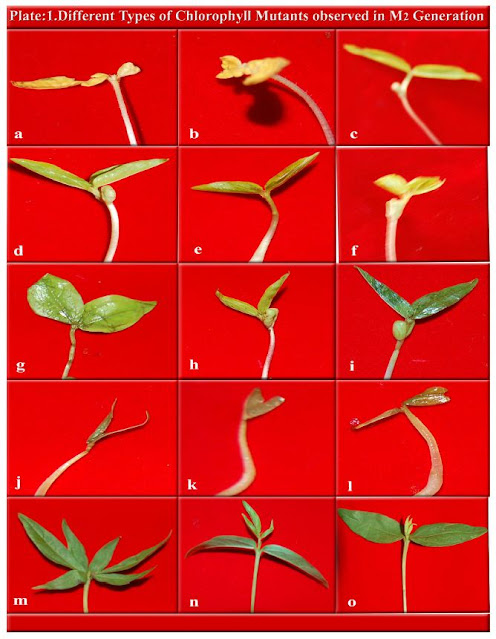 Induced mutagenesis in Green gram (Vigna radiata (L.) Wilczek)