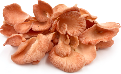 Immune-Boosting Power of Mushrooms