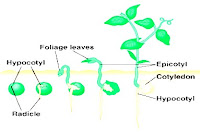 Crop Improvement