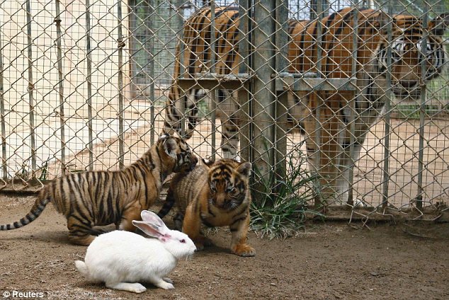 Baby Leopards, Tigers and Rabbit in China Zoo