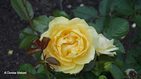 Julia Child floribunda rose, Pardee Rose Garden - East Rock Park, New Haven, CT