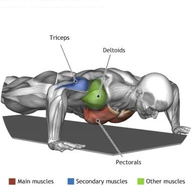 The Push/Pull Workout Plan For Muscle Gains And Fat Burning