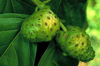 Buah Mengkudu