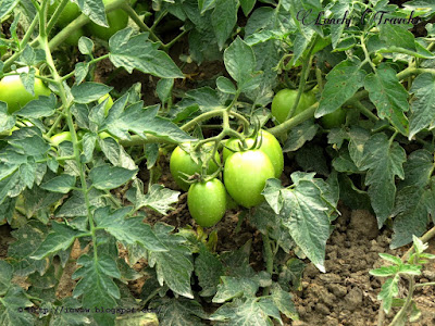 Tomato Solanum lycopersicum