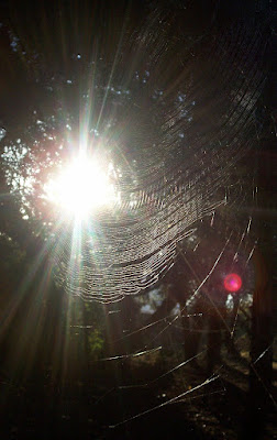 sun sending rays shining through a curved garden orb spider's web