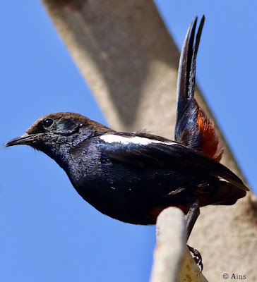 "Indian Robin (Copsychus fulicatus), a small passerine bird. The male displays striking black and white plumage with a distinctive red vent. Perched on a low branch, the bird exhibits characteristic tail-cocking behavior."