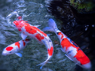  para penggemar ikan hias air tawar banyak yang terpengaruhi akan keindahan ikan koi Begini Ciri-ciri Ikan Koi yang Bagus