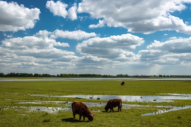 De Biesbosch National Park