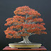 All That You Want to Know About Japanese Maple Bonsai