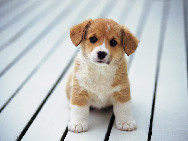 Beautiful Cute Puppies Wallpapers