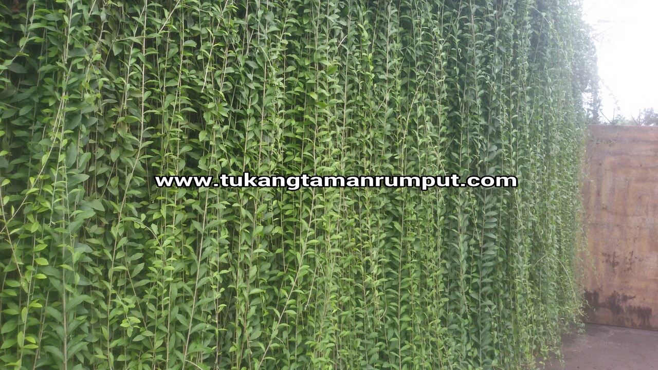 Jual aneka tanaman  rambat  Tanaman  rambat  untuk atap 