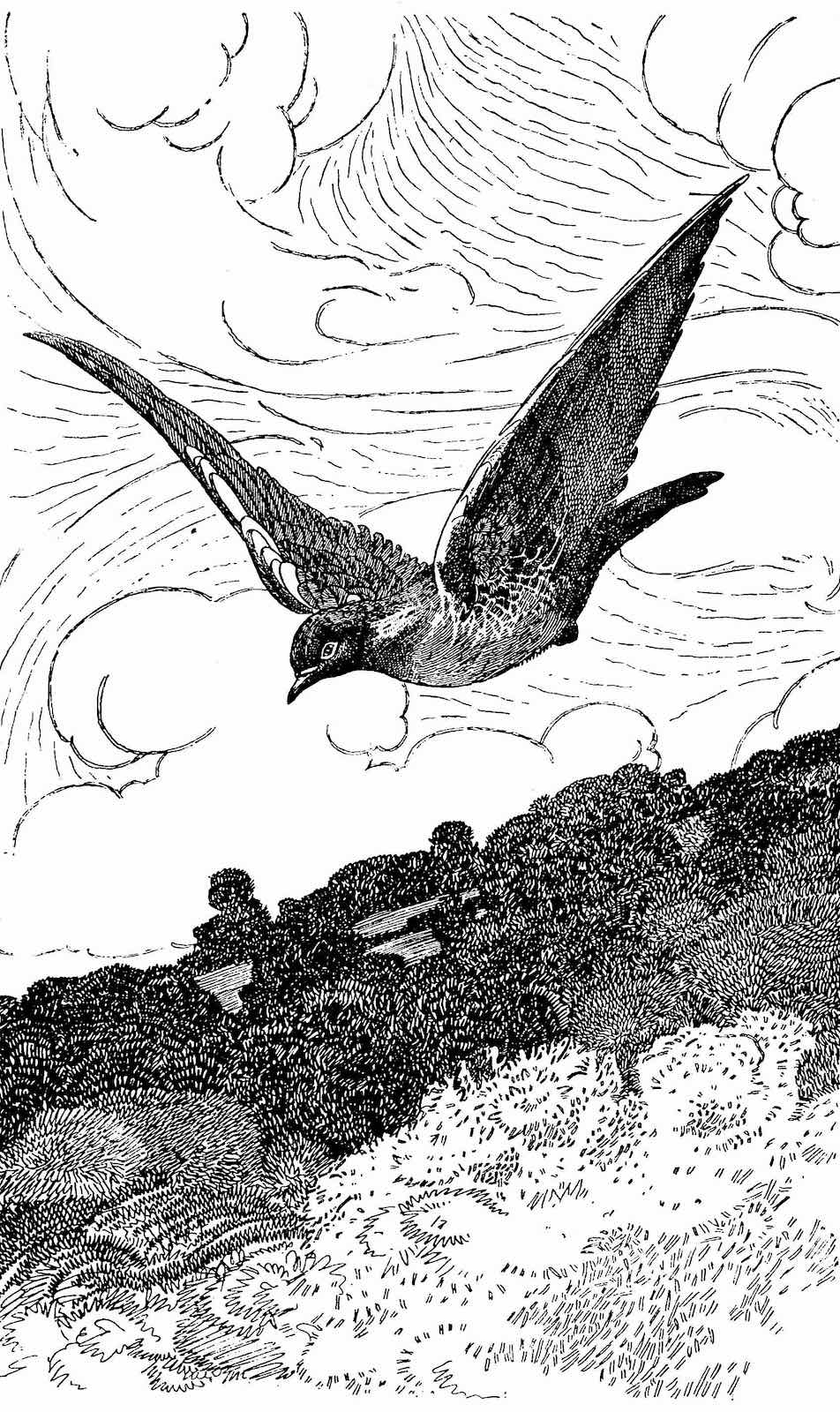 a Charles Robinson pen and ink illustration of a flying bird