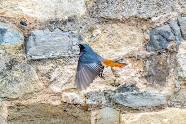 Black redstart