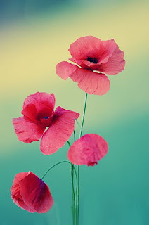 florecillas-silvestres-de-petalos-rojos