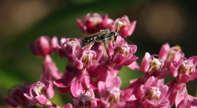 A black and gray sweat bee walking on top of a group of pink swamp milkweed flowers.