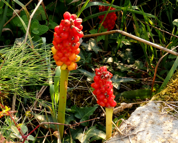 Algunos Frutos Silvestres