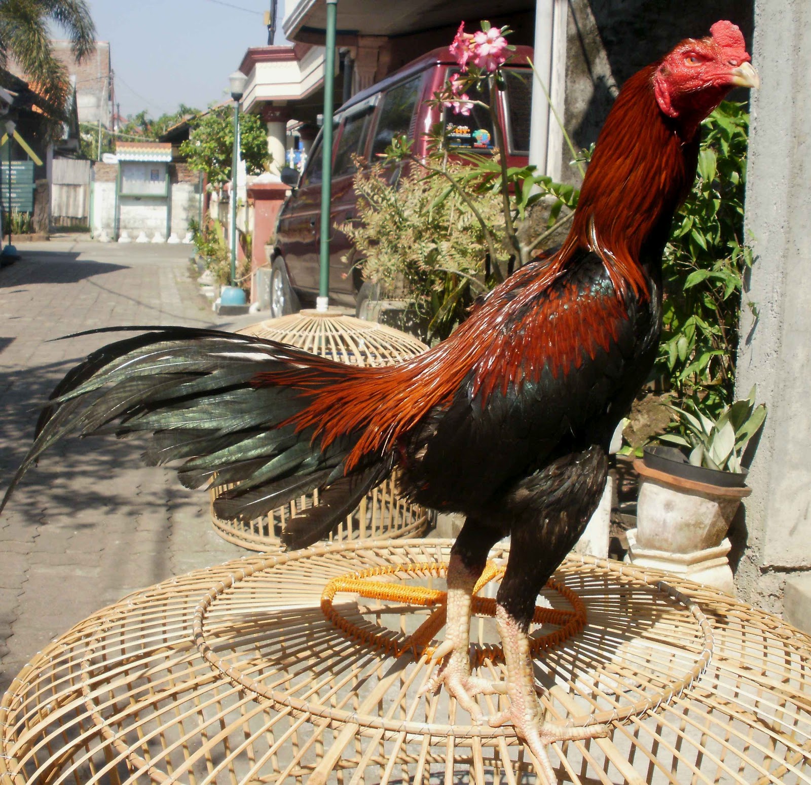 Penggemar Ayam Laga: Memilih Materi Ternak Yang Baik