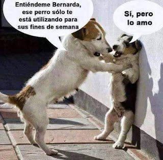 Peleas de parejas de perritos