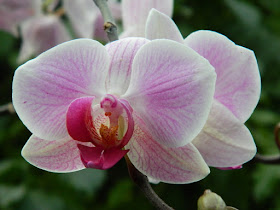 Phalaenopsis Moth Orchid purple and white hybrid at the Allan Gardens Conservatory by garden muses-not another Toronto gardening blog