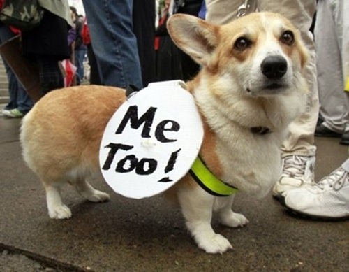 cute-pets-at-occupy-wall-street-16