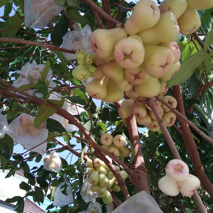 jambu air madu deli hijau di bandung