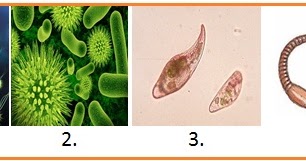 DESKRIPSI SOAL UN 2013  INTI SARI BIOLOGI