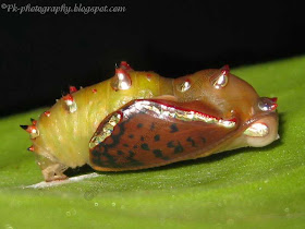 Common Leopard Butterfly Pupa