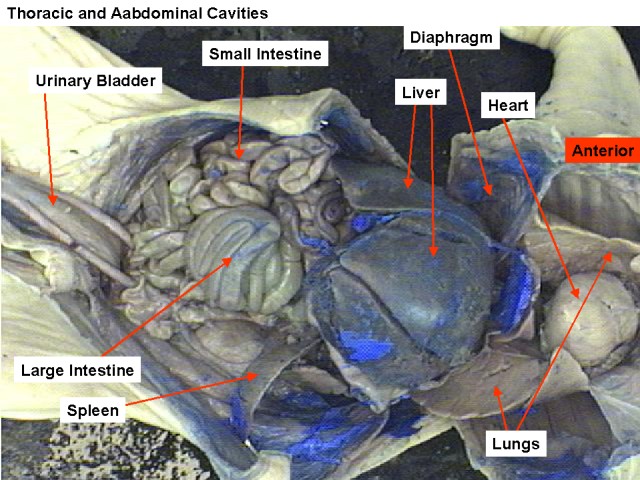 pig digestive system diagram labeled. morning, Fetal