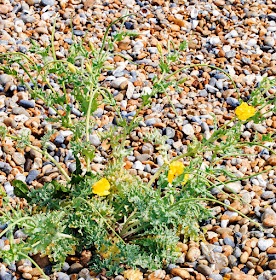 Yellow Horned Poppy, Glaucium flavum.   Sandwich Bay, 4 July 2015.