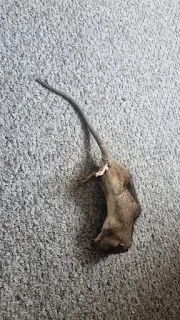 how to get rid of rats ireland