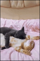 Amazing cat GIF • Nap time. Affectionate Cat hugging relaxed cat. "I love you, don't leave me honey"