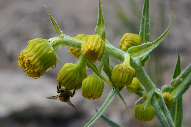 bumble bee on barely open flowers