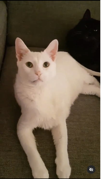 Hanibal the Deaf Albino Cat