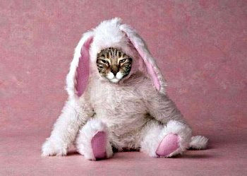 Soft fluffy.