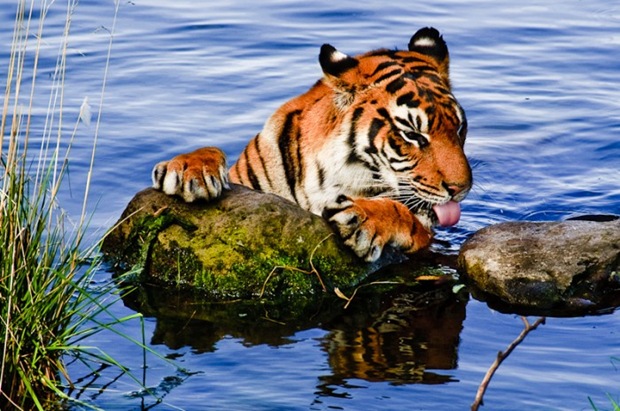 Tiger-in-water Tiger-in-water