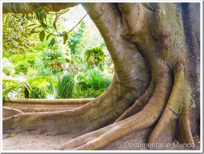 Figueira da Austrália; Ficus macrophylla; Jardim Botânico da Ajuda; Ajuda; Lisboa