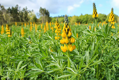 Gele Lupine - Giele Lupine - Lupinus luteus