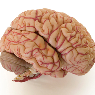 Brain Size5