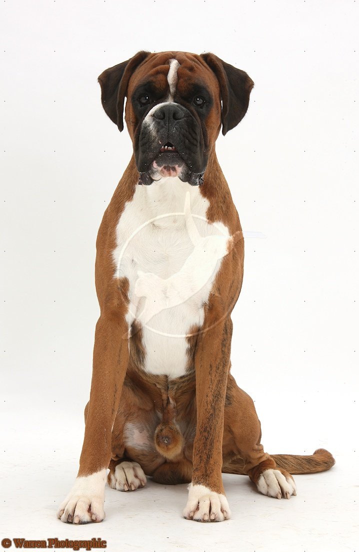 Cute Dogs: Boxer dog