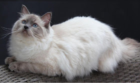 Ragdoll