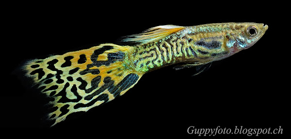 Hybrid Endler Snakeskin Flagtail 