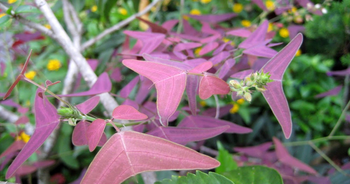 MY PLANT FINDER Plant Guide Christia vespertilionis