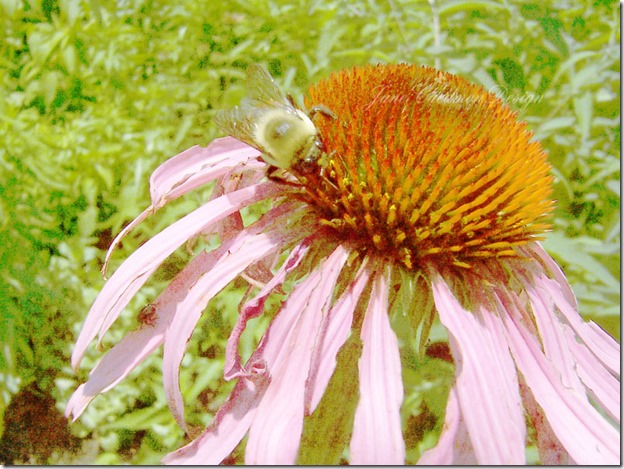 Cornflower