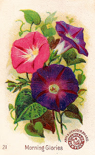flower morning glory botanical artwork image clipart illustration