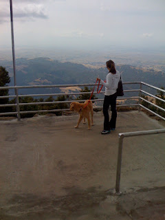 Dog atop Mount Diablo in Northern California