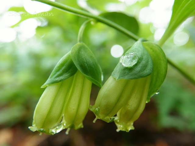 Polygonatum involucratum