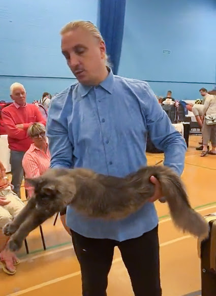 Cat show judge goes over the basics of Maine Coon appearance