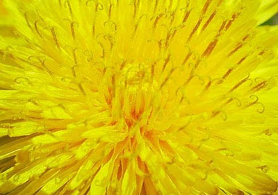 Beautiful Yellow Flower stills