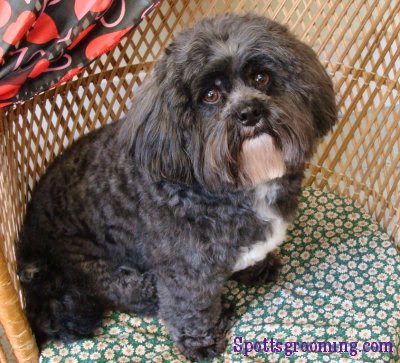 Shih Tzu and Poodle Mix