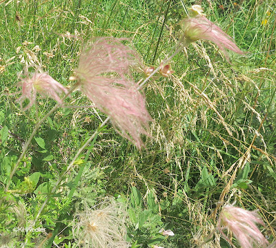 Apache plume, Fallugia paradoxa